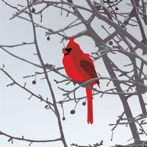 Cardinal Illustration